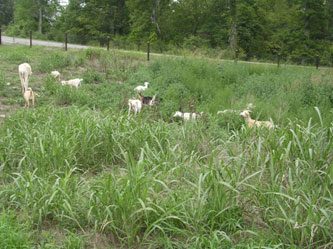 Goats roaming the hills